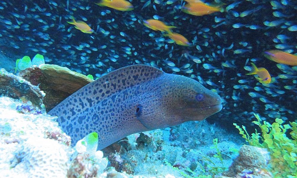 Maldivi potapljanje, otok Rasdhoo - 7830.JPG