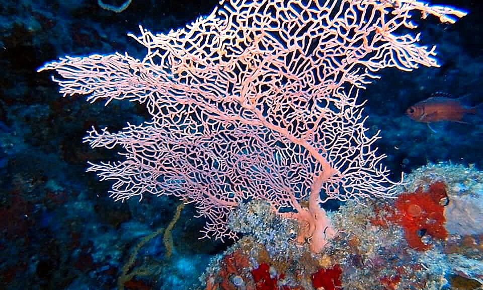 Maldivi potapljanje, otok Rasdhoo - 7831.JPG