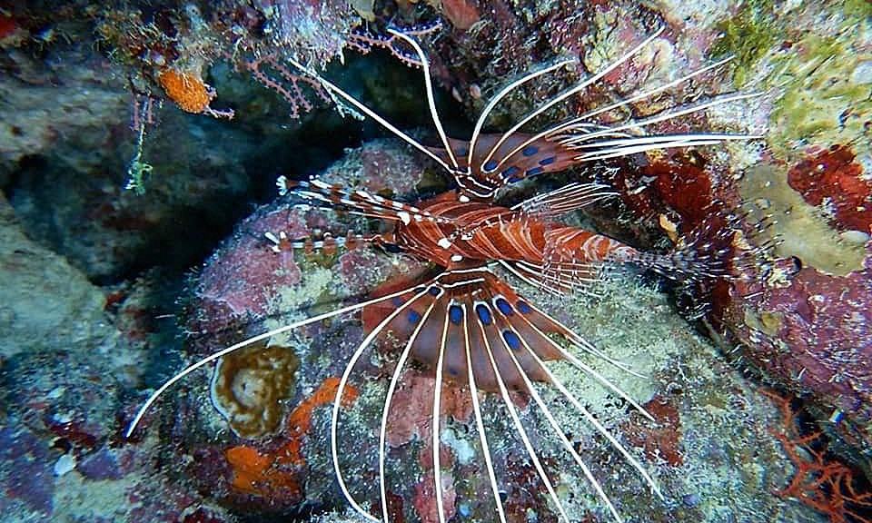 Maldivi potapljanje, otok Rasdhoo - 7832.JPG