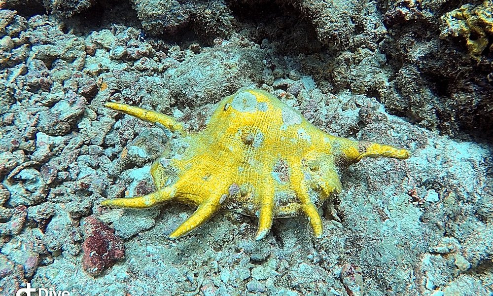 Maldivi potapljanje, otok Rasdhoo - 7833.JPG