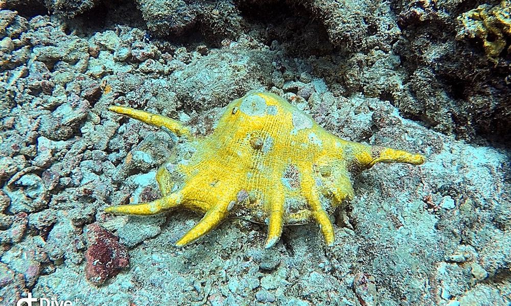 Maldivi potapljanje, otok Rasdhoo - 7833.JPG