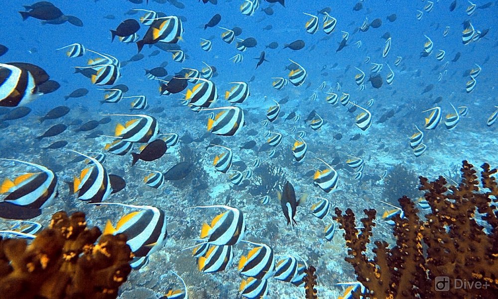 Maldivi potapljanje, otok Rasdhoo - 7835.JPG