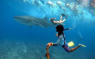 Maldivi otok Rasdhoo - 7860.JPG