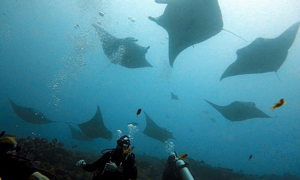 Maldivi otok Rasdhoo - 7861.JPG