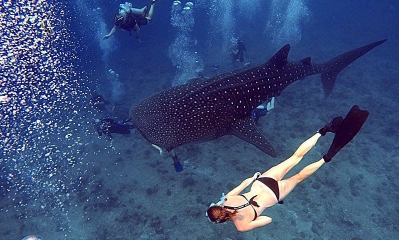 Maldivi otok Fulidhoo, za družine - 7864.JPG