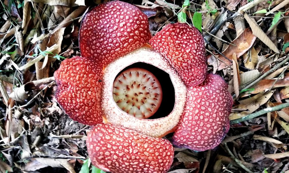 Borneo (Malezija) - 7869.jpg