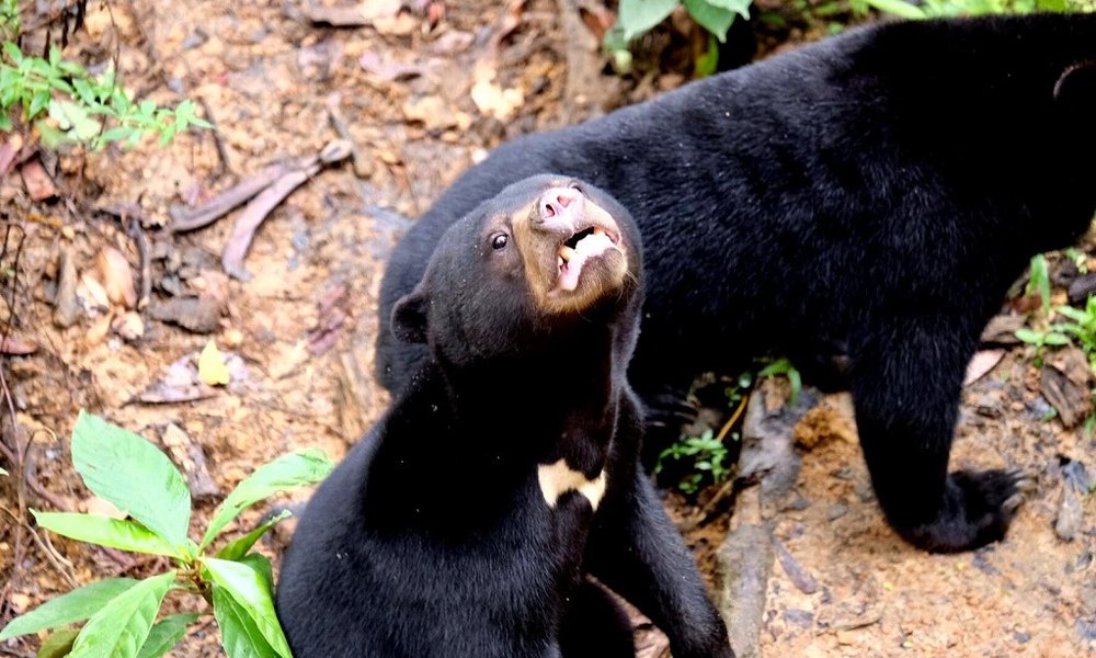 Borneo (Malezija) - 7872.jpg