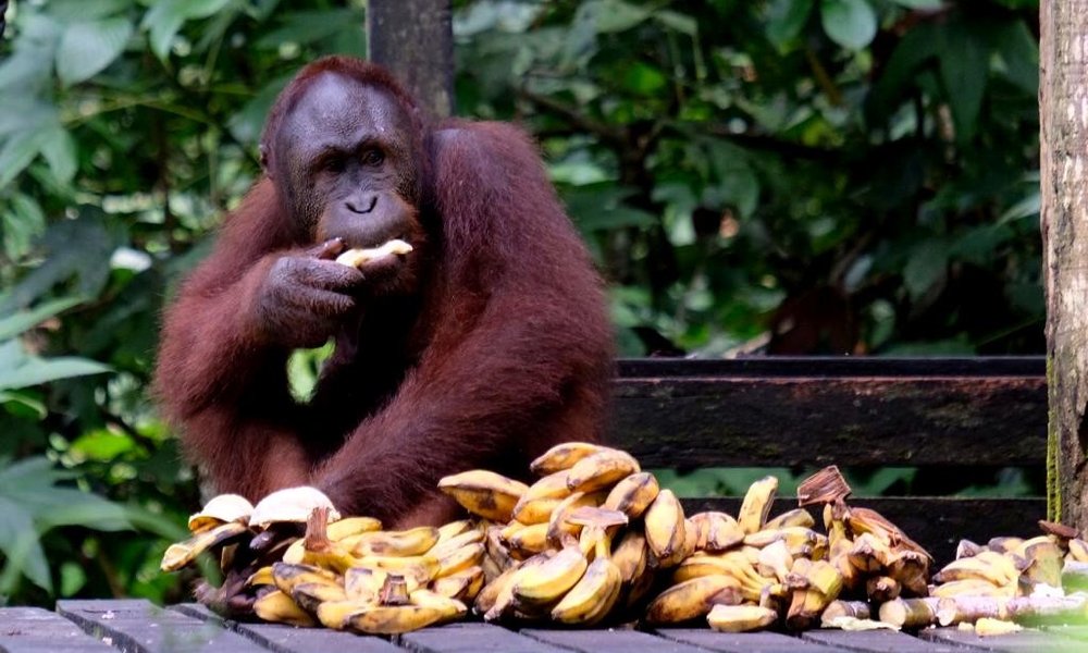 Borneo (Malezija) - 7873.jpg