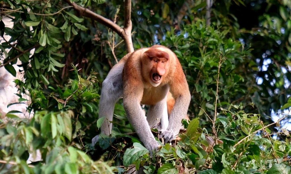 Borneo (Malezija) - 7874.jpg