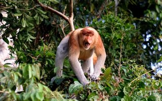 Borneo (Malezija) - 7874.jpg