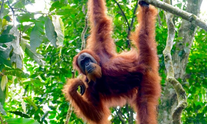 Sumatra z orangutani (Indonezija) - 7932.jpg