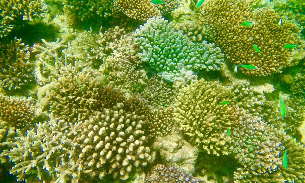 Sumatra z orangutani (Indonezija) - 7936.jpg