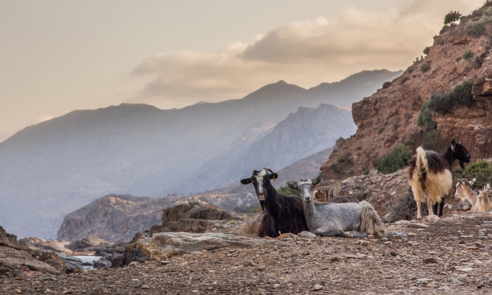 Kreta, Grčija, za družine - 7991.jpg