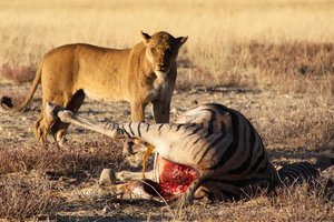 Filmska Afrika (Namibija, Bocvana, Zimbabve) ter Ladak in Kašmir - 8020.jpg
