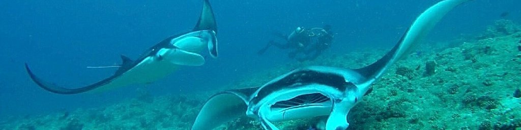 Maldivi potapljaški safari