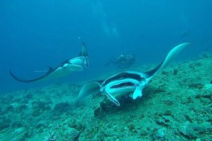 Maldivi otok Rasdhoo - 8204.jpg