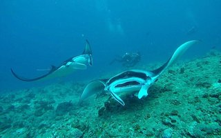 Maldivi otok Rasdhoo - 8204.jpg