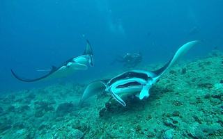 Maldivi otok Rasdhoo - 8204.jpg