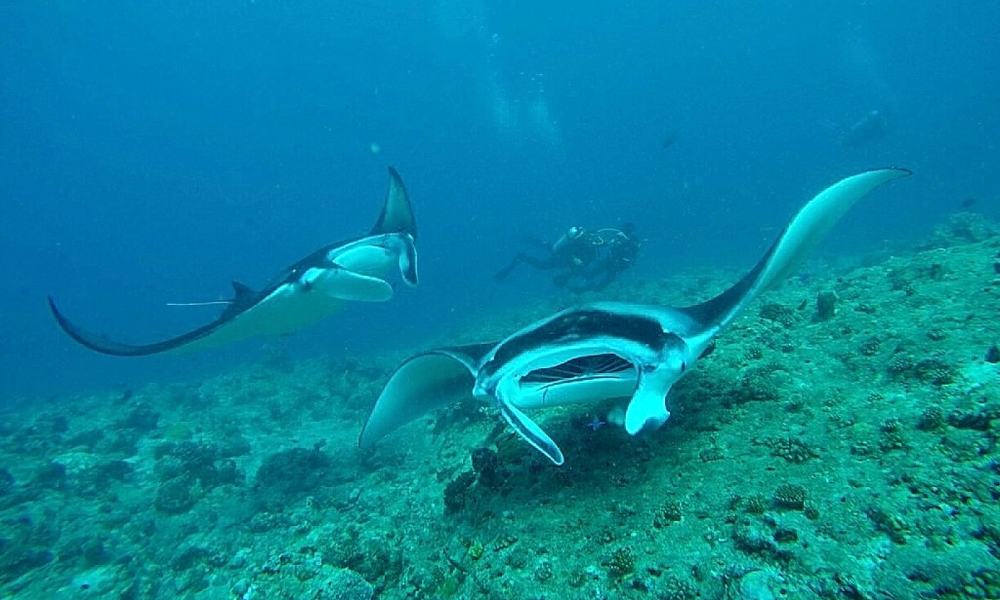 Maldivi otok Rasdhoo - 8204.jpg