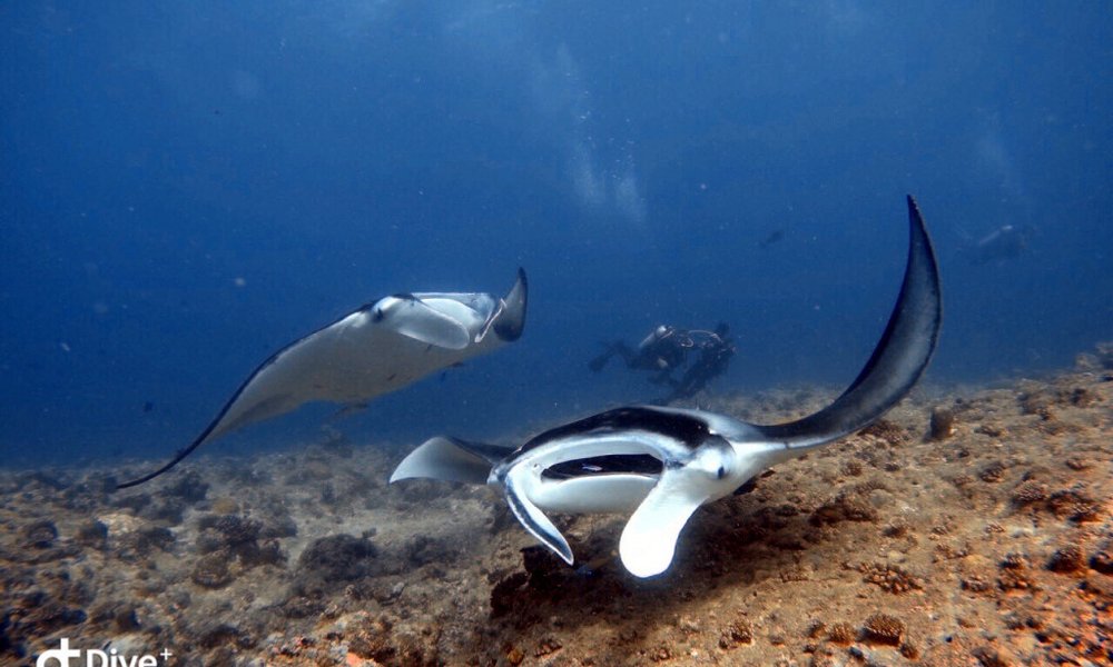 Maldivi potapljanje, otok Rasdhoo - 8216.jpg