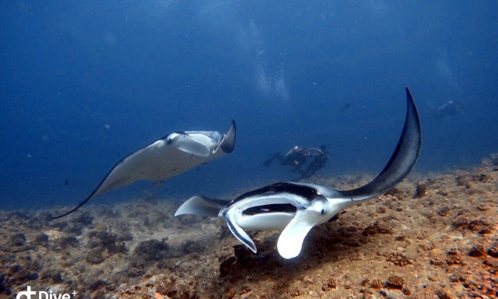 Maldivi potapljanje, otok Rasdhoo - 8216.jpg