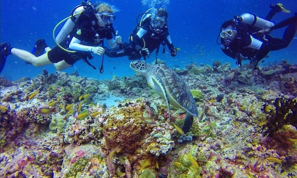 Maldivi potapljanje, otok Rasdhoo - 8218.jpg