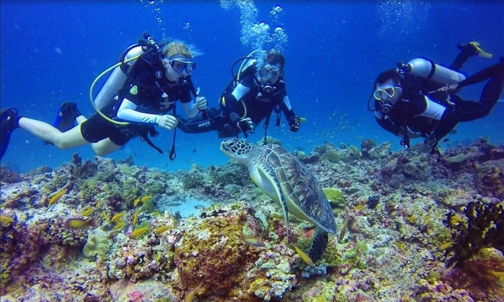 Maldivi potapljanje, otok Rasdhoo - 8218.jpg