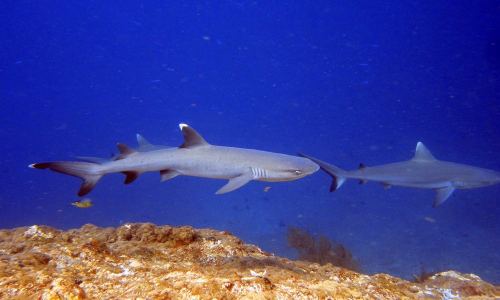 Maldivi potapljanje, otok Rasdhoo - 8219.jpg