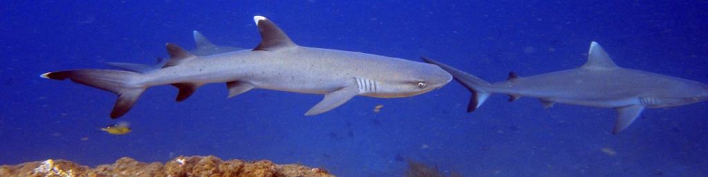 Maldivi potapljanje, otok Rasdhoo