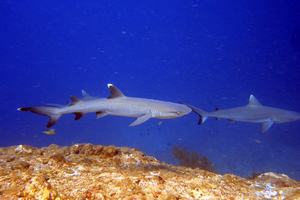 Maldivi potapljanje, otok Rasdhoo - 8219.jpg