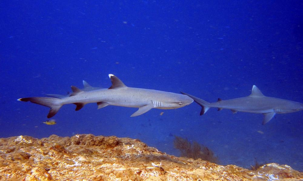 Maldivi potapljanje, otok Rasdhoo - 8219.jpg