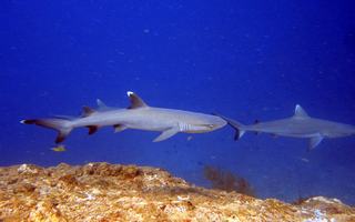 Maldivi potapljanje, otok Rasdhoo - 8219.jpg