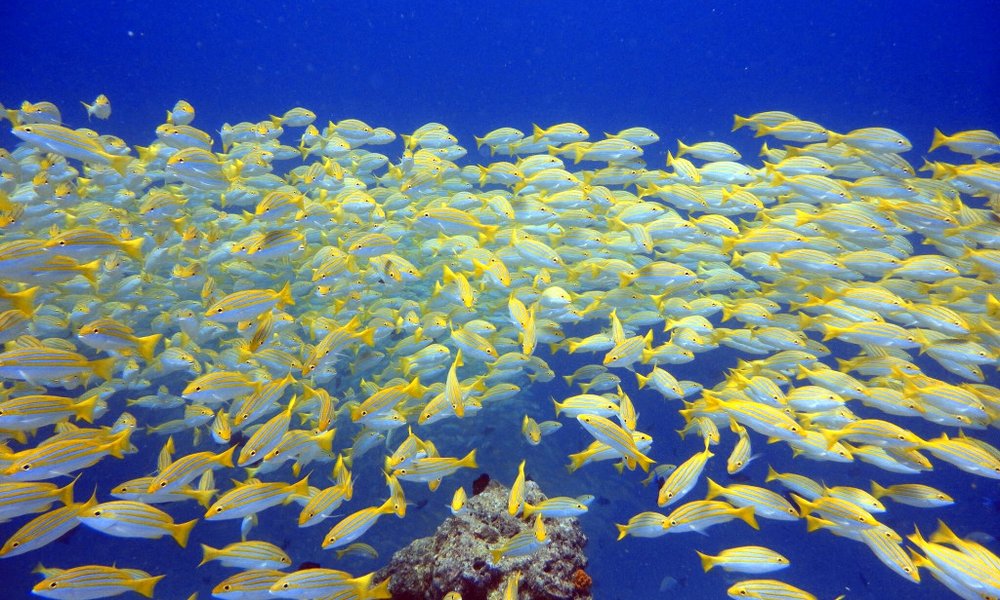 Maldivi potapljanje, otok Rasdhoo - 8220.jpg