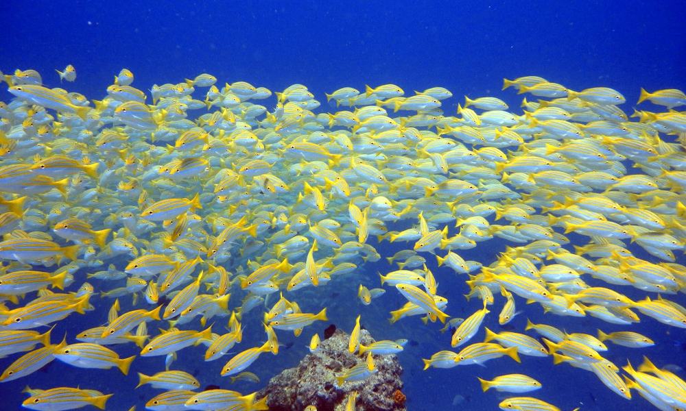 Maldivi potapljanje, otok Rasdhoo - 8220.jpg