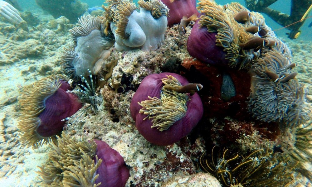 Maldivi potapljanje, otok Rasdhoo - 8221.jpg