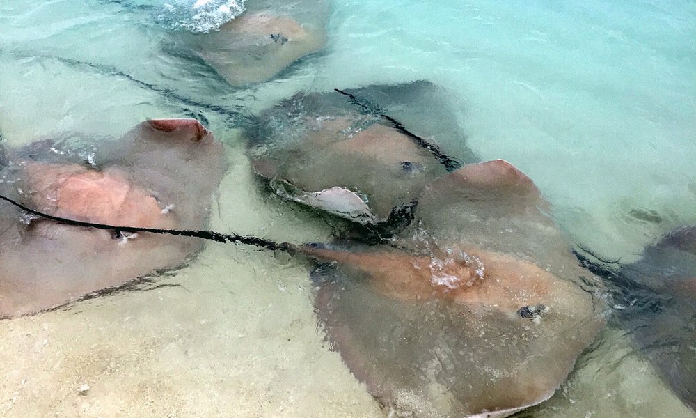 Maldivi Solo potniki - 8228.JPG