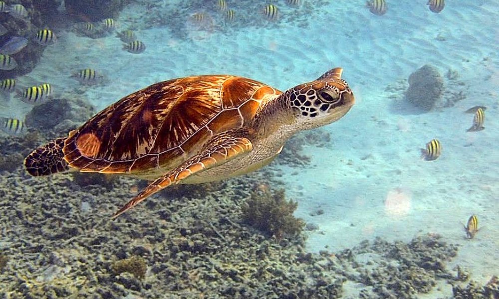 Indonezija: Bali in Lombok - 8312.jpg