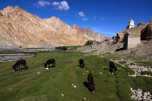 Ladak in Kašmir ter Nepal in Tibet - 8323.jpg