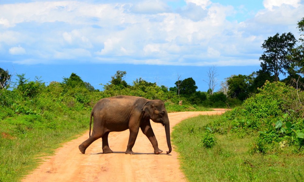 Na safariju vidimo predvsem slone