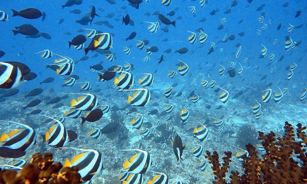 Maldivi otok Rasdhoo, za družine - 8418.JPG