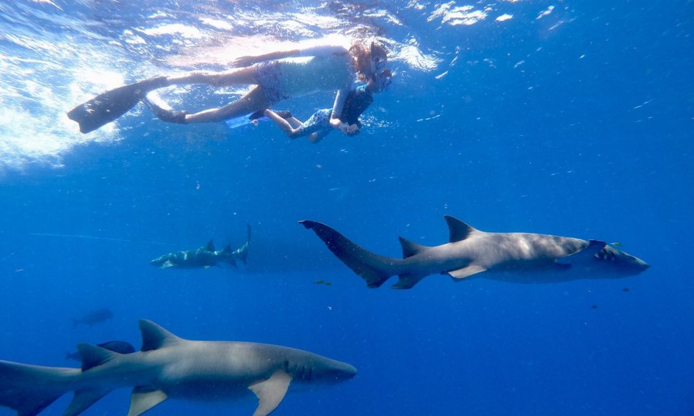 Maldivi otok Rasdhoo, za družine - 8419.jpg