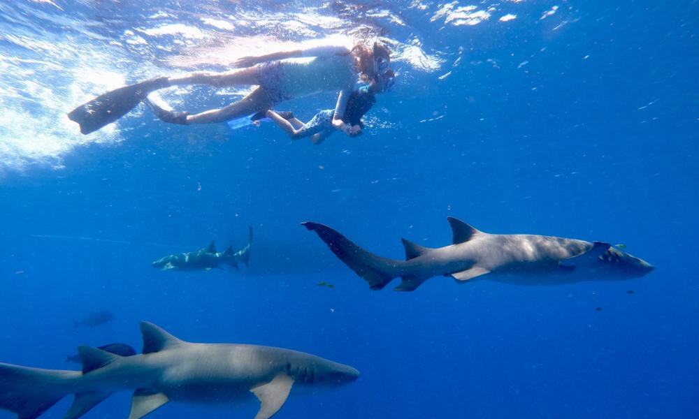 Maldivi otok Rasdhoo, za družine - 8419.jpg