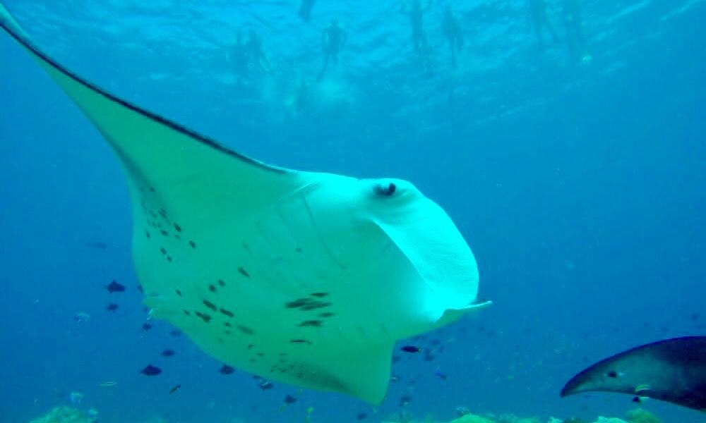 Maldivi otok Rasdhoo, za družine - 8420.jpg