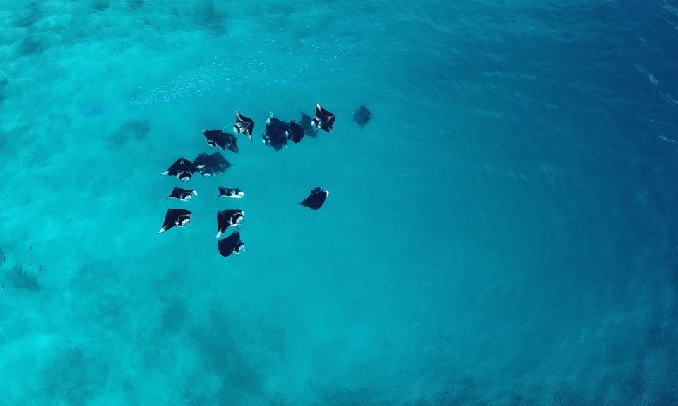 Maldivi, Baa atol in mante - 8429.jpg