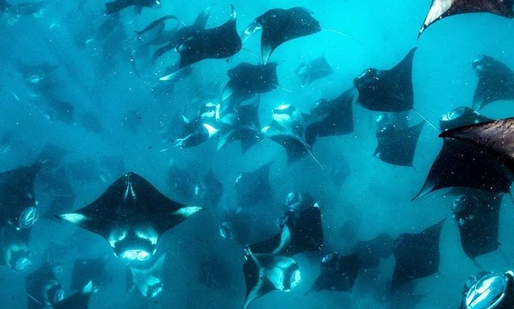 Maldivi, Baa atol in mante - 8431.jpg