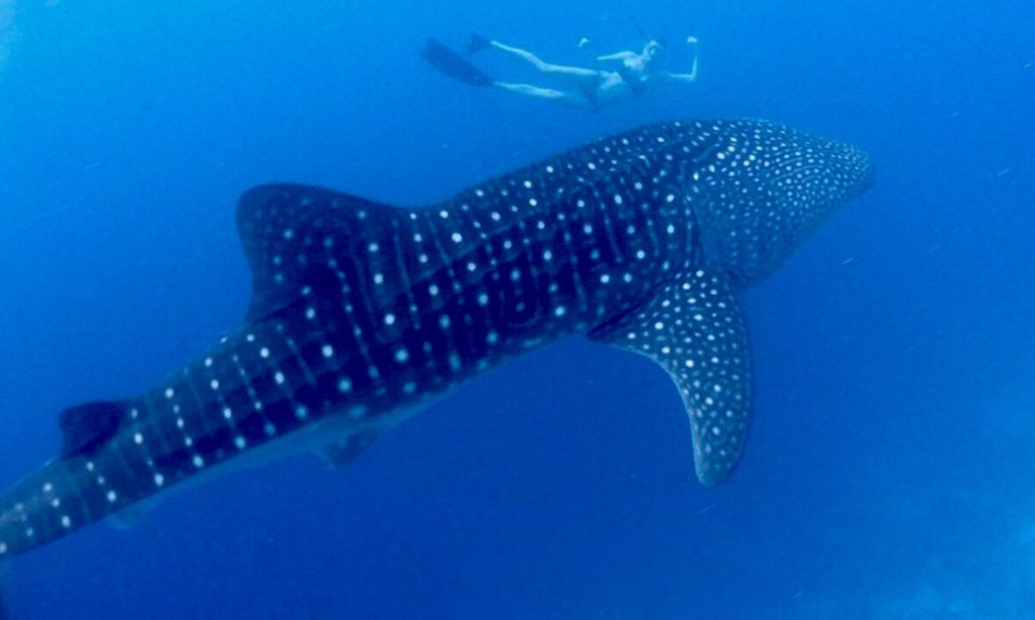 Maldivi, Baa atol in mante - 8433.jpg