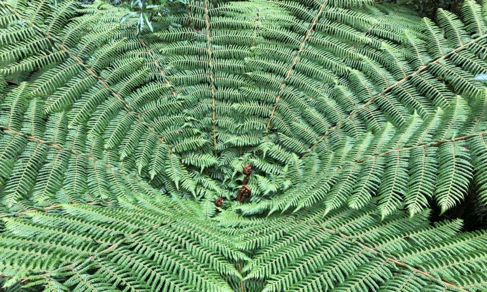 Nova Zelandija - 8437.jpg