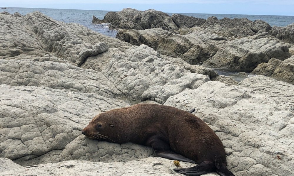 Nova Zelandija - 8446.jpeg