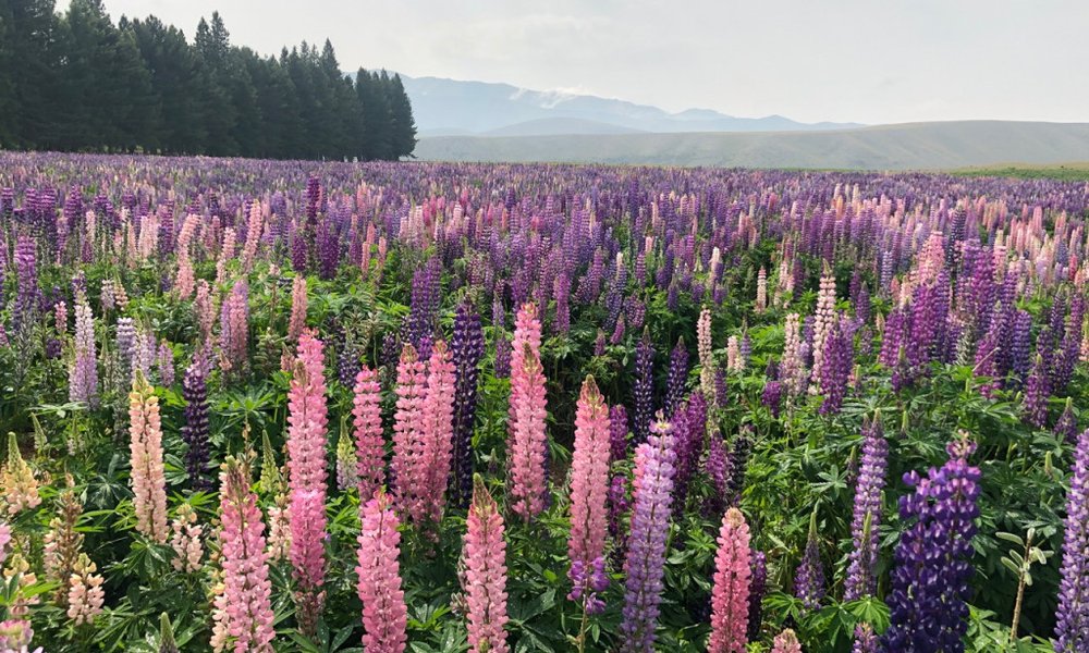 Nova Zelandija - 8447.jpeg