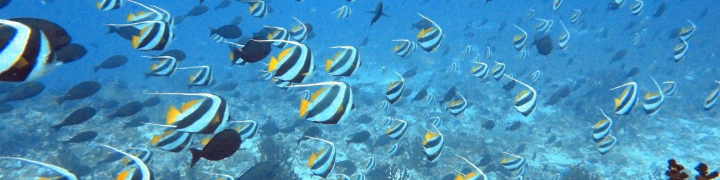 Maldivi potapljanje, Baa atol